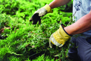Master Gardener Program accepting applications